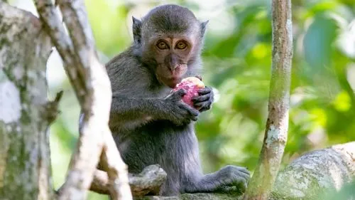 最新科学研究表明：猴子或将很快到地面生活，未来，猴子还能进化成人吗？